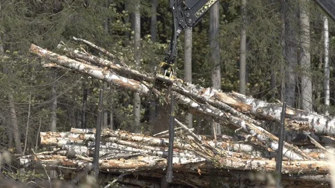 Logs scattered on the ground on the forest with the log grappler truck gettings Stock Footage 126384681