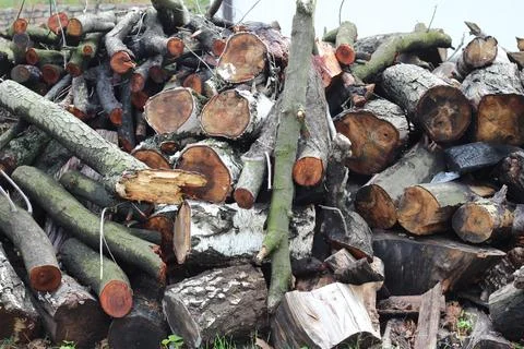 Logs stack woods  image. Pile of wooden logs, big trunks. Stock Photos