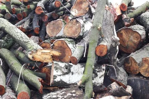 Logs stack woods  image. Pile of wooden logs, big trunks. Stock Photos