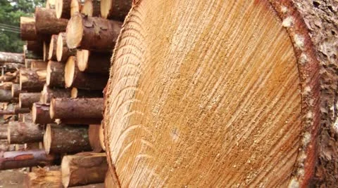 Logs stacked after cutting trees Stock Footage 12659024