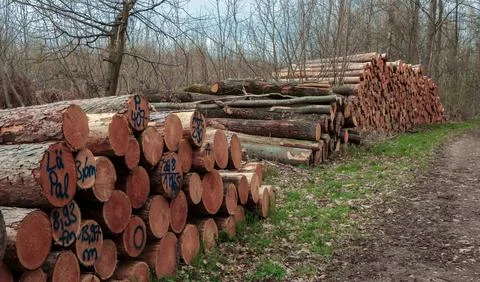 Logs stacked along a forest path in early spring near a wooded area 스톡 사진