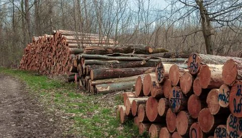 Logs stacked along a forest path in early spring near a wooded area Stock-Fotos