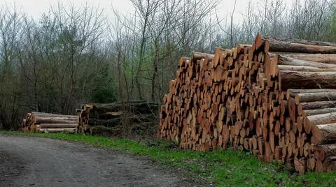 Logs stacked along a forest path in early spring near a wooded area Stock Photos