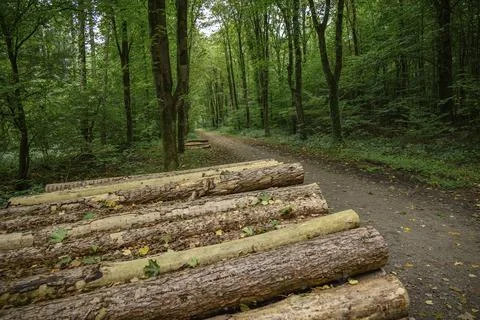 Logs stacked along a path in a green forest, weseke, muensterland, germany Stockfoto's
