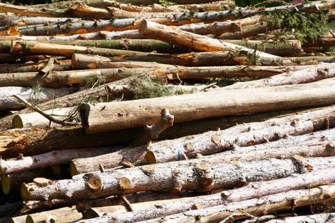 Logs stacked for cutting Stock-Fotos