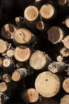 Logs stacked for cutting Stock-Fotos