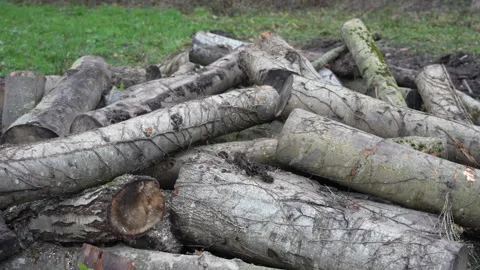 Logs stacked up drying for fuel Vidéo 295344387