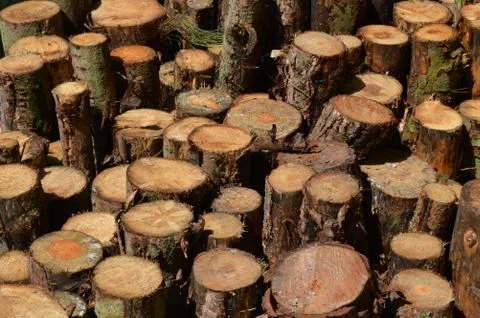 Logs stacked in the forest 写真素材