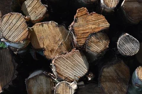 Logs stacked in the forest Stock Photos