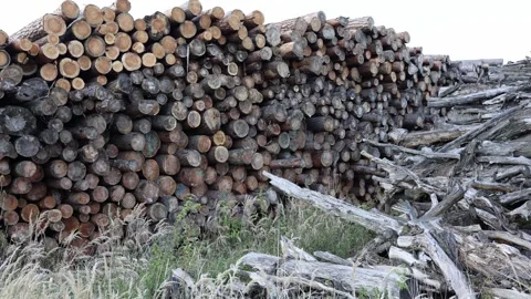 Logs stacked in high piles at lumber yard with rough cut tree trunks and dry bra Vídeos de archivo 318217834