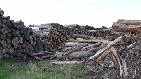 Logs stacked in large piles at lumber yard with cut tree trunks and broken wood  Stock Footage 318217842