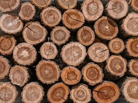 Logs stacked in rows. Beautiful texture of sawn logs. Stock Photos
