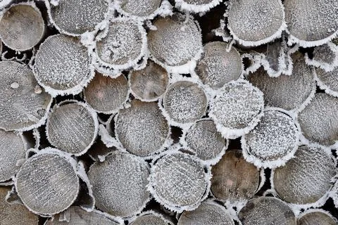Logs, stacked spruce trees (Picea abies), cut surfaces with hoarfrost, Arnsberg 스톡 사진