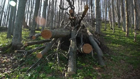 Logs stacked by a trail in a forest during a sunny day with trees surrounding Stock Footage 327139268
