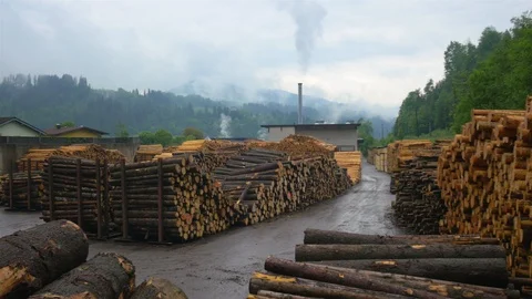 Logs storage at Austrian sawmill yard Stock Footage 128343399