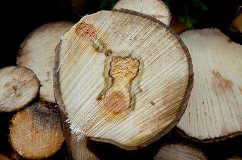 Logs storage Stock Photos