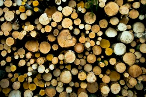 Logs storage Stock Photos