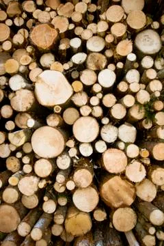 Logs storage Stock Photos