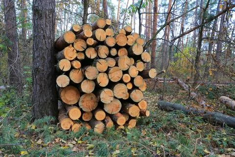 Logs store in forest Stock Photos