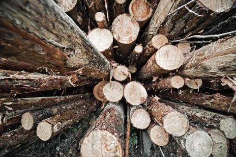 Logs store Stock Photos