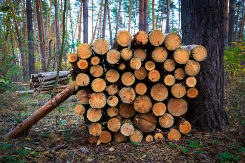 Logs store in pine forest 스톡 사진