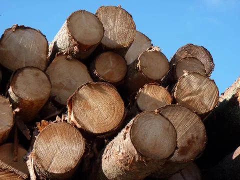 Logs in sunlight with blue sky Stock Photos