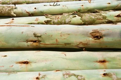 Logs from a tree on timber cutting. 库存照片