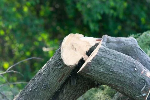 Logs trees after logging 写真素材