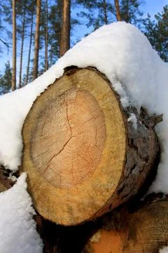 The logs under snow Fotos de archivo
