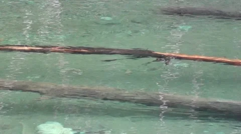 Logs Under Water Van.Isle..m2ts Stock Footage 1064633