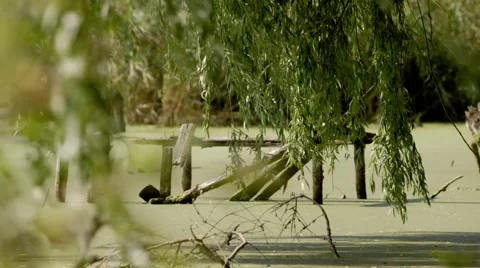 Logs in water Stockbeeldmateriaal 59759624