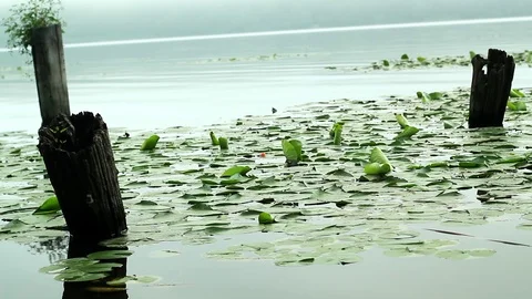 Logs In The Water Stock Footage 99117560