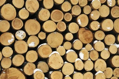 Logs in the winter.logs in the winter 스톡 사진