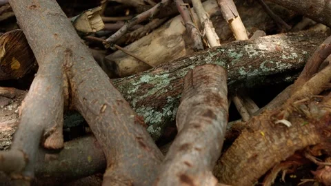 Logs of wood cut and stacked for use as firewood Stock Footage 280219040
