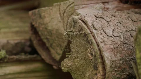 Logs of wood in the forest Stock Footage 230036324