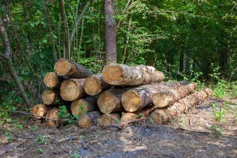 Logs in the wood Stock Photos