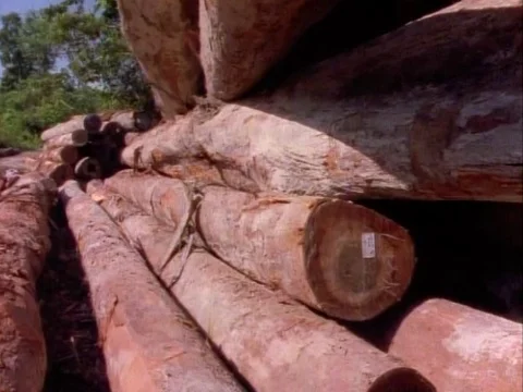 Logs of wood piled on each other with trees in the background Stock Footage 79883166