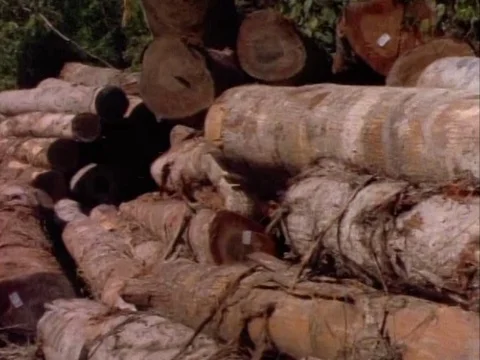 Logs of wood placed on top of each other on the ground Video stock 79925906