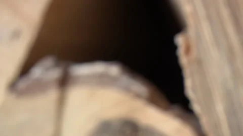 Logs Of Wood For Stone Oven Video stock 136063653