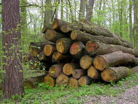 Logs, wood storage Foto stock