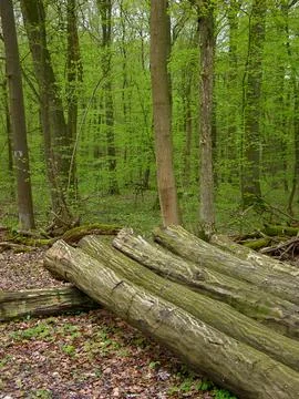 Logs, wood storage Foto stock