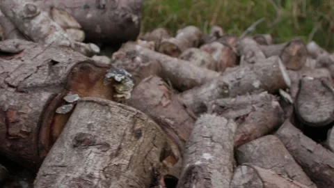Logs3 Stock Footage 283375884