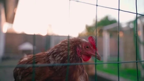 Lohmann brown chicken close-up behind a fence Stock Footage 310251127