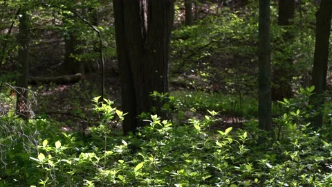 Loitering bugs Stock Footage 131230253