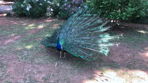 Lokrum peacock Stock-Footage 167958485