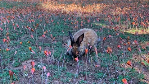 Lokrum rabbits 2 Stock Footage 115428828