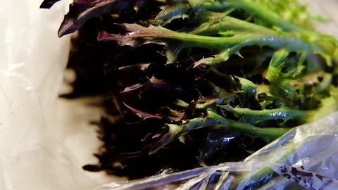 Lollo rosso lettuce 動画素材 79542333