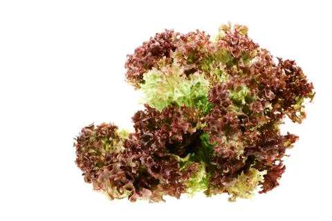 Lollo Rosso Stock Photos