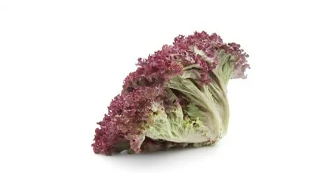 Lollo rosso red lettuce isolated Stock Footage 8978825