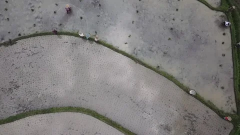 Lombok farm activity Stock Footage 169829022
